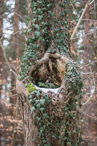 Close-up of tree trunk