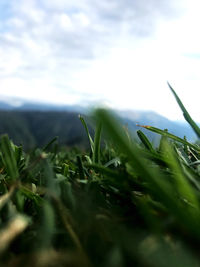 Close-up of grass on field against sky