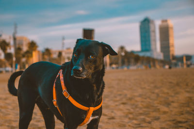 Portrait of dog at beach