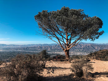 Tree on field against sky