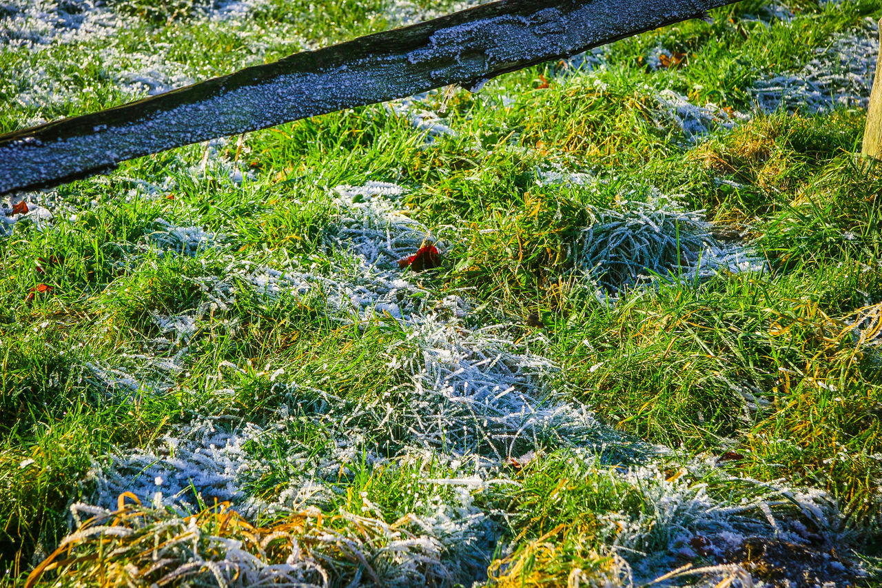 HIGH ANGLE VIEW OF SMALL GRASS ON LAND