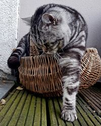 Cat sitting in basket