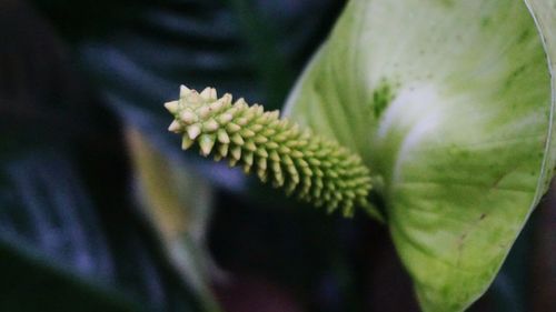 Close-up of leaves