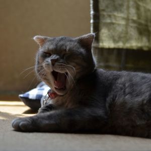 Close-up of cat yawning