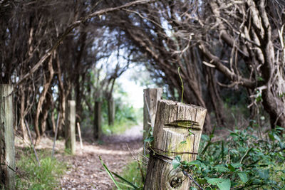 Tree trunk in forest