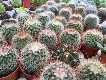 High angle view of cactus plants