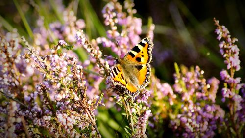 Butterfly pollinating on purple flower