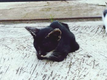 High angle view of black cat relaxing on wood