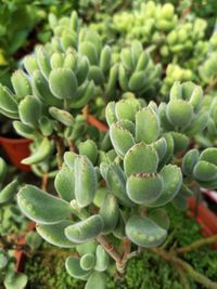 Close-up of succulent plant