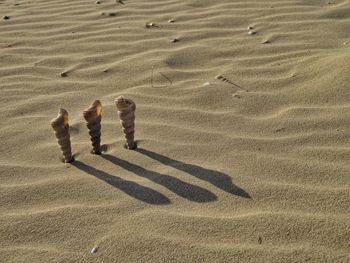 Cone shells on sand at beach