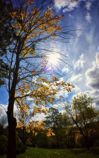 Low angle view of trees against sky
