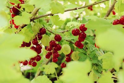 Close-up of berries growing on plant