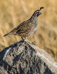 Close-up of bird perching outdoors