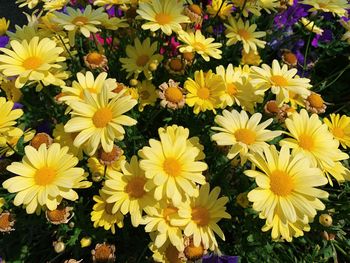 Close-up of yellow daisy flowers