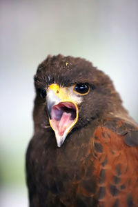 Close-up portrait of eagle