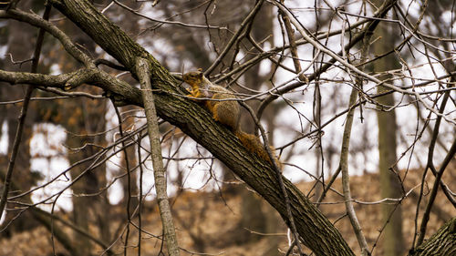 Close-up of bird perching on branch