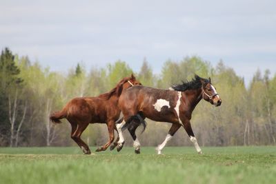 Horses running on field