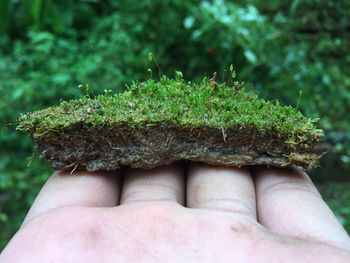 Close-up of hand holding leaf