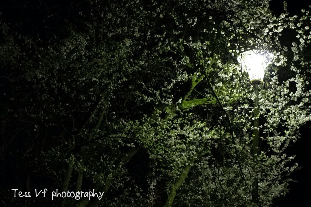 Tree Growth Branch Low Angle View Green Color Nature Tree Trunk Tranquility Lush Foliage Scenics Sky Beauty In Nature Outdoors Day Tranquil Scene Freshness No People Springtime Non-urban Scene WoodLand Nightphotography Night Lights Photography Quiet Night SweetNight