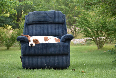 Dog relaxing outside on chair