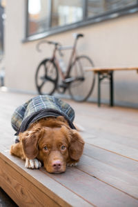 Cute russet nova scotia duck tolling retriever lying on wooden floor. bicycle on the background.