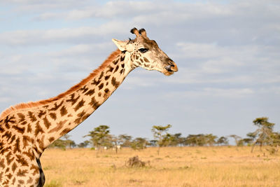 Giraffes on field