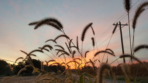 Close-up of silhouette plants against sunset