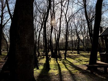 Trees in forest against sky