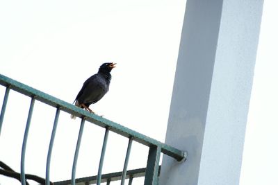 Low angle view of bird perching against sky