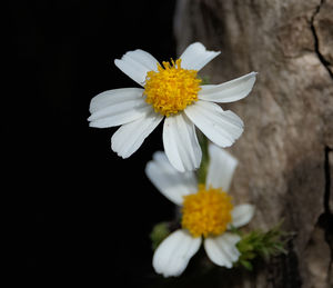 Close-up of white flowering plant against black background