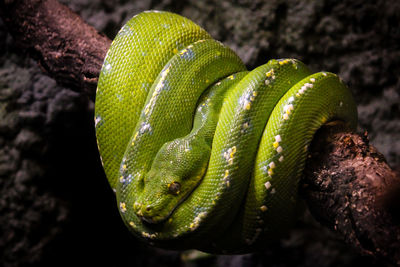 Close-up of green lizard