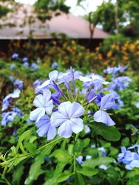 Close-up of purple flowering plants