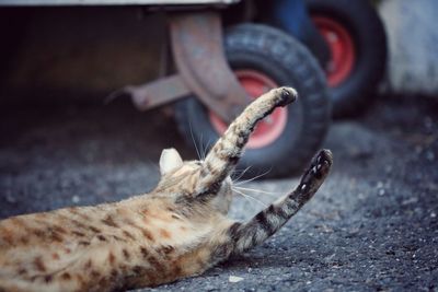 Close-up of horse by tire