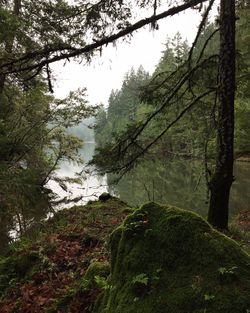 Trees in forest