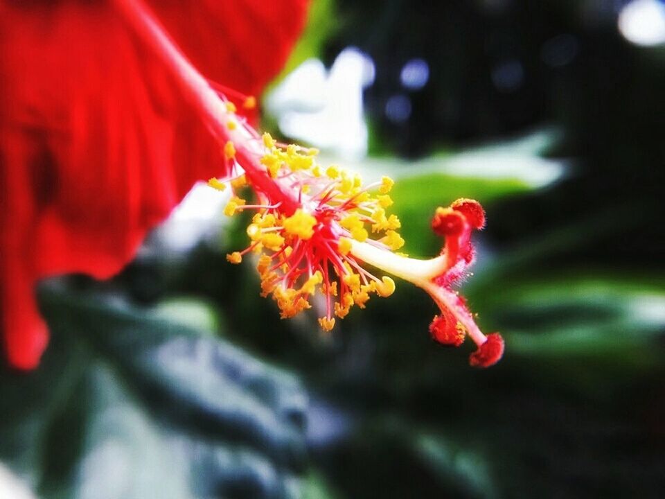 flower, nature, growth, beauty in nature, red, fragility, petal, outdoors, selective focus, close-up, day, freshness, no people, plant, flower head, tree