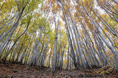 Low angle view of trees in forest