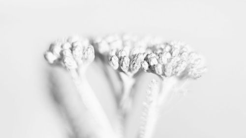 Close-up of flowering plant against white background