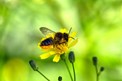 animal wildlife