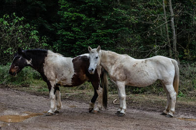 Horses standing in a field