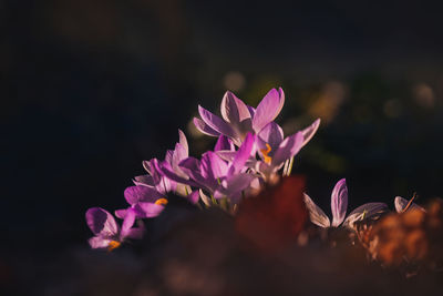 Close-up of purple flowering plant