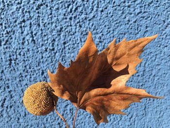 Close-up of maple leaf and sycamore seed against blue wall on sunny day