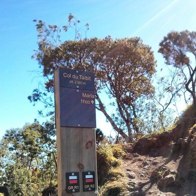 text, tree, communication, western script, information sign, road sign, guidance, clear sky, low angle view, sign, directional sign, information, warning sign, blue, capital letter, day, sky, direction, non-western script, sunlight