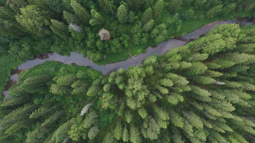 High angle view of plants