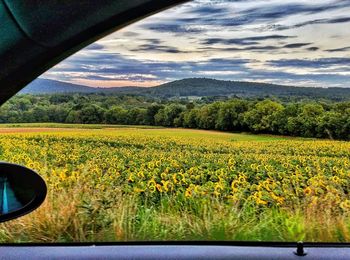 Scenic view of field against clear sky