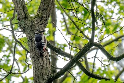 Low angle view of tree trunk