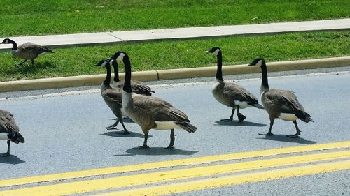 Birds on road