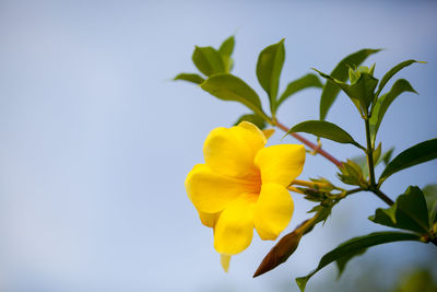 Low angle view of yellow flowering plant against sky