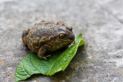 Cane toad, rhinella marina, big frog. face portrait of large amphibian in the nature habitat. animal