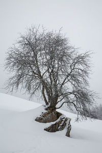 Bare tree on snow covered field against sky