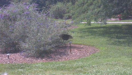 Bird on field